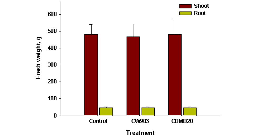 A. brasilense CW903 및 M. oryzae CBMB20 근권토양 처리가고추 생체량에 미치는 영향 (2011. 7. 27 조사)