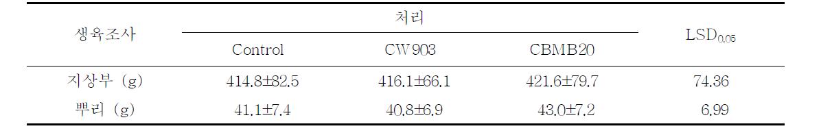 식물생장촉진미생물 처리별 토마토 식물체 생체량 조사 결과 (2011. 10. 30 조사)