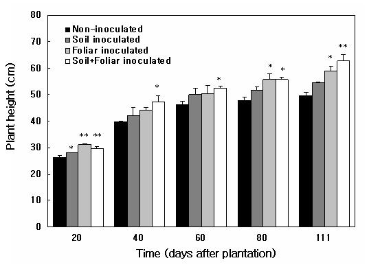 균주의 접종방법이 고추의 생장에 미치는 영향 Each value represents the mean ± SE.