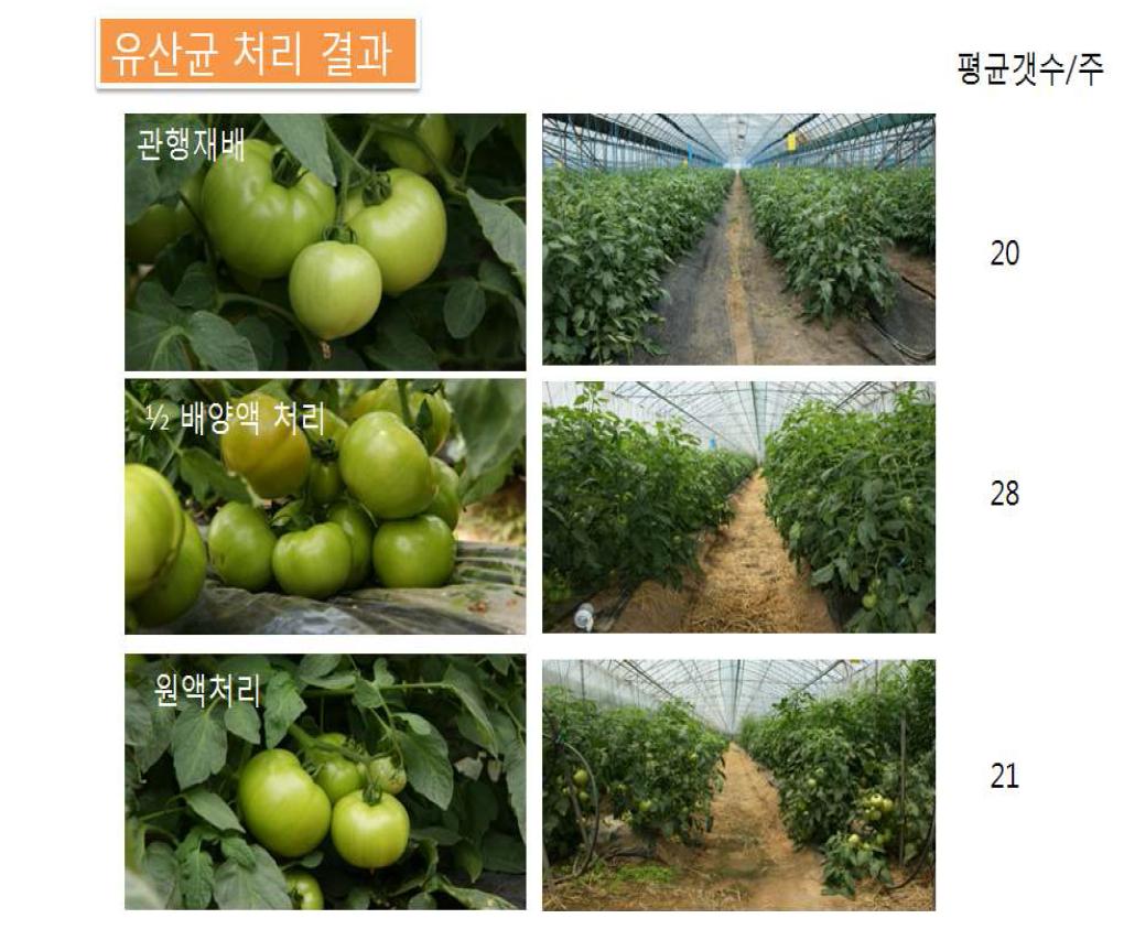 미생물 비료의 토마토재배에 미치는 영향