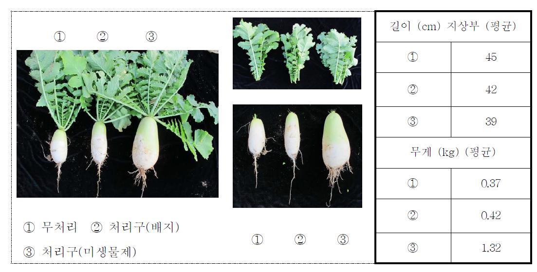 미생물제가 무의 생육에 미치는 효과