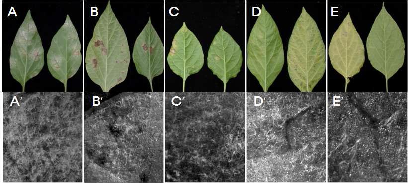 흰가루병균 감염에 의한 고추 잎의 반응