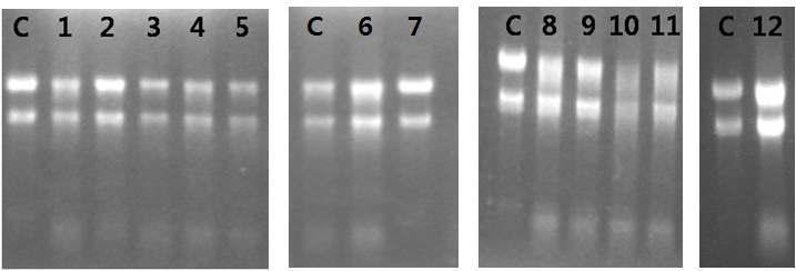 고추 3품종의 total RNA 추출 사진