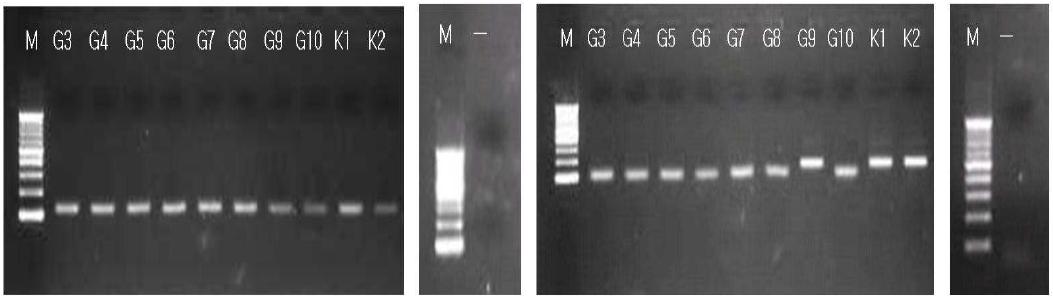 MFGp110, MFGp130 프라이머를 이용한 인삼 품종의 타켓지역 증폭
