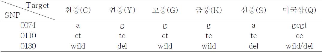 인삼 품종별 8개 프로브의 타켓 부위 및 SNP