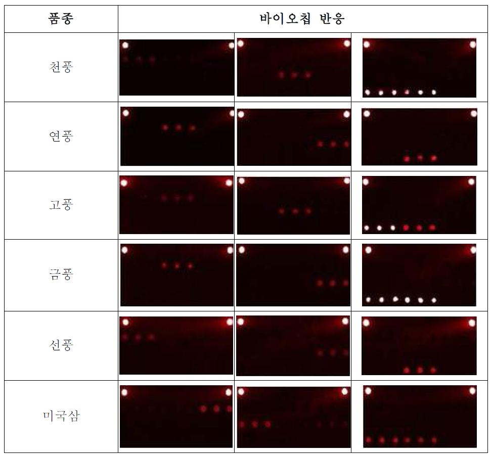 8종의 PNA 프로브 기반 바이오칩을 이용한 인삼 5품종 및 외국삼 판별