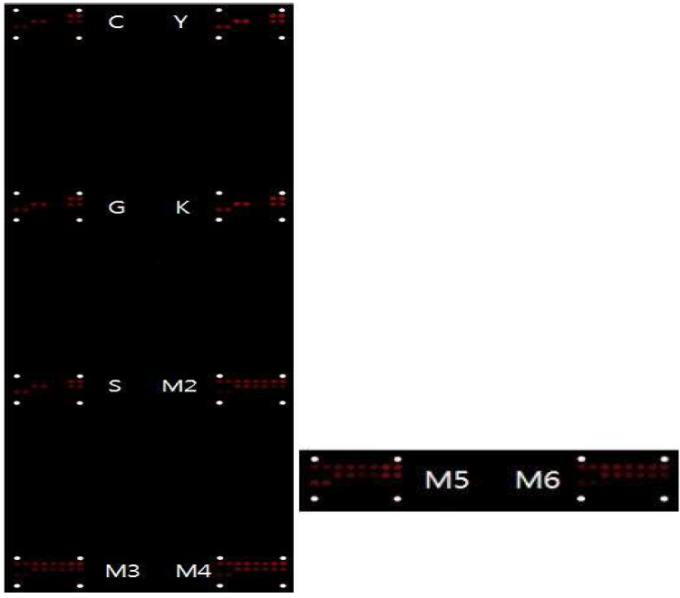 미국삼 구별 가능 MFGp81A-new2, MFGp81A-new3 프로브 선발