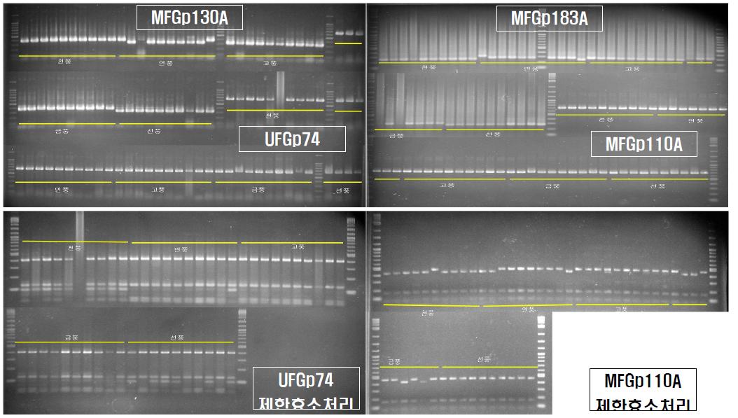 MFGp130A, UFGp74, MFGp110A 마커에 의한 인삼 품종 샘플 검정