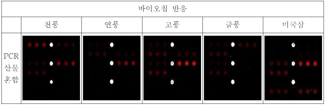 PCR 산물을 혼합하여 검정한 인삼 품종 및 미국삼의 바이오칩 반응