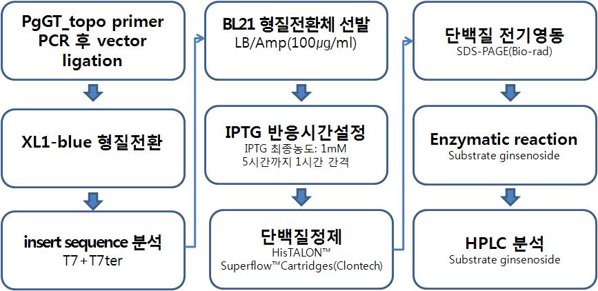 대장균에서 인삼 GT 발현, 단백질 정제, 효소반응 및 분석 과정