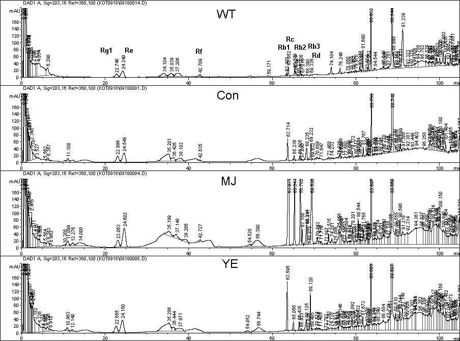 인삼 배양근에 elicitor 처리후 진세노사이드 함량 분석(WT, 재배삼; Con, 무처리 배양근; MJ, 0.1 mM MJ 처리; Y E, 5.0 g/L Y E 처리)