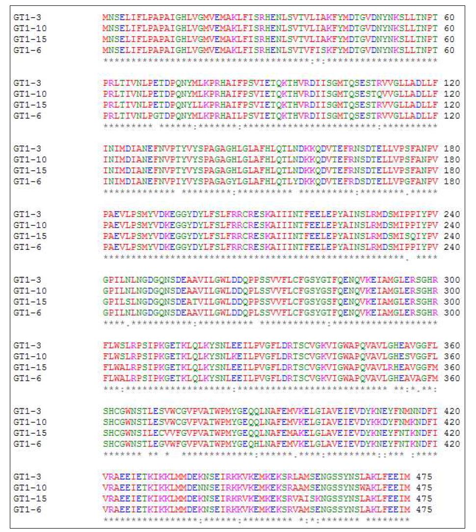 PgGT1 유전자의 4개 isoform의 단백질 서열 비교