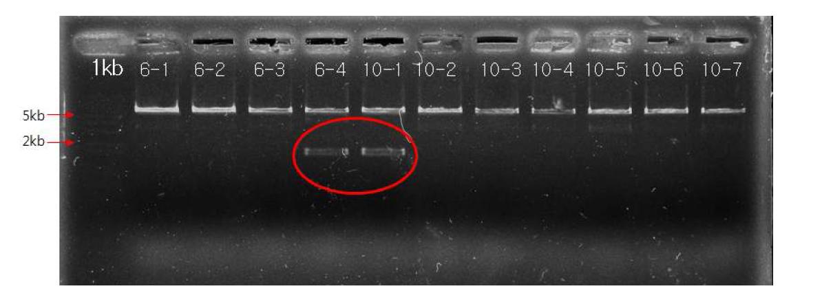 PgGT1-6과 PgGT1-10의 full-length cDNA의 pET100벡터에 삽입후 제한효소 처리한 결과