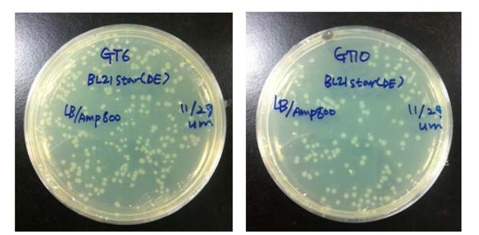 E. coli BL21star(DE)에서 pET100-PgGT1-6 및 pET100-PgGT1-10 형질전환체의 항생제(ampicilin 800 ㎎/ℓ) 선발