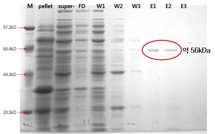 PgGT1-6 overexpression 후 추출물의 SDS-PAGE 분석(W, washing buffer; E, elution buffer)