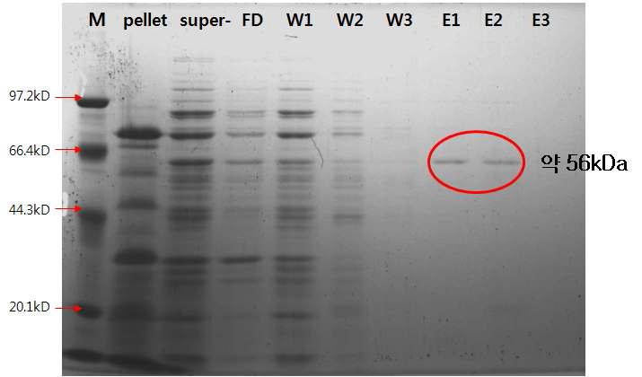 PgGT1-10 overexpression 후 추출물의 SDS-PAGE 분석(W, washing buffer; E, elution buffer)