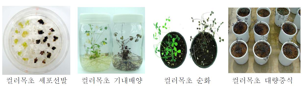 안토시아닌 생산 알팔팔 식물체 개발