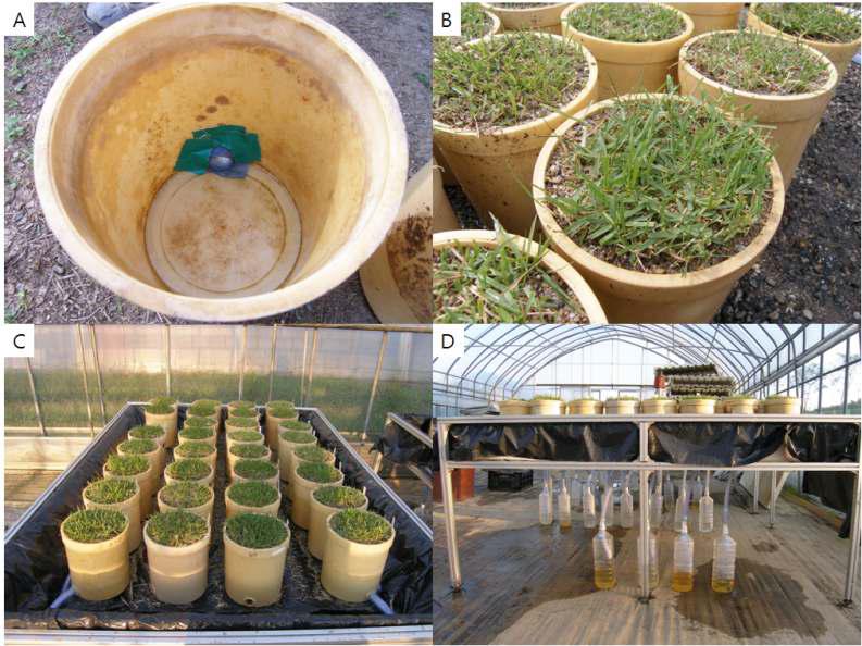 서울대학교 실험농장 2010년도 실험온실의 와그너 포트, 잔디 정식 후 모습(A, B: 7월 28일)과 실험모습 (C, D: 9월 17일)