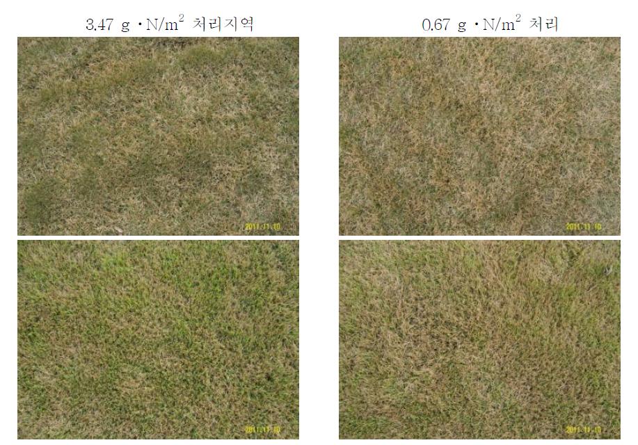 잔디생산현장 실증실험포 2011년 시비량에 따른 세녹과 밀록의 잔디품질비교