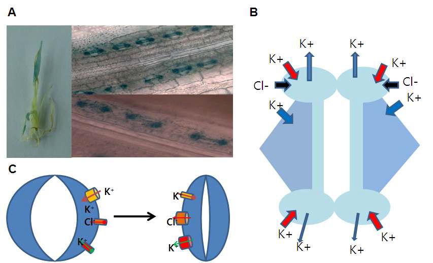 공변세포공학 (Guard cell engineering)을 위한 이온채널의 기공개폐 조절 모식도. A. 광학현미경 관찰을 통한 동진벼 잎의 공변세포, B. 기공에서 역할을 하는