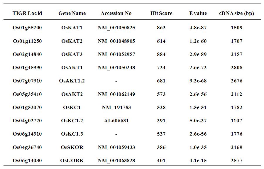 The shaker like potassium channel gene family in rice