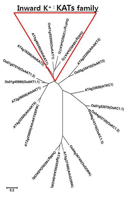 벼와 애기장대 shaker like potassium channel 단백질의 비교를 통한 phylogenic tree 작성.