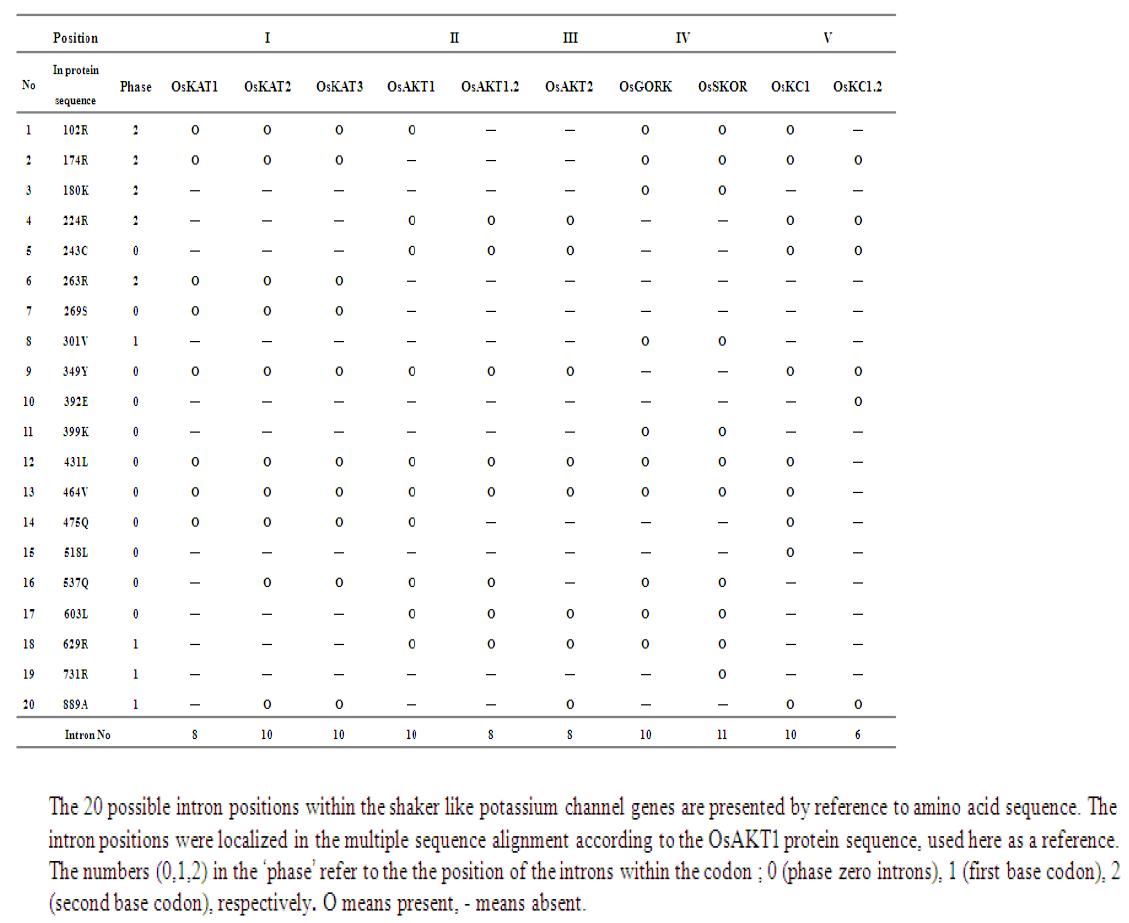벼 Shaker like potassium channel 유전자들의 intron 분포도.