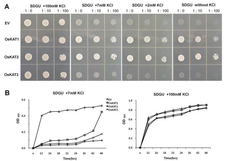 벼 OsKAT1, 2, 3를 이용한 potassium 흡수 능력 상실 효모 돌연변이체의 상보성 검정.