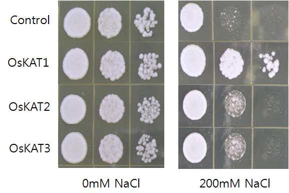 염 감수성 G1.9 효모를 이용한 OsKAT 1, 2, 3의 Na+저항성 검정