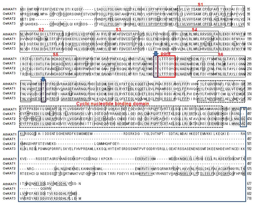 OsKAT1, 2, 3 간의 아미노산 서열 비교.