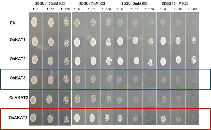 C-terminal지역이 제거된 OsKAT2와 OsKAT3의 potassium channel 활성 검정
