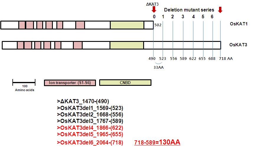 C-terminal지역이 제거된 OsKAT3의 deletion mutant series 제작모식도