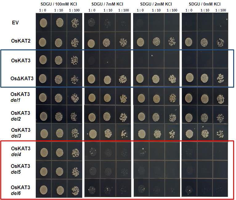 C-terminal 지역이 제거된 OsKAT3의 deletion mutant series potassium channel 단백질들의 potassium uptake 활성측정을 위한 상보성 검정.