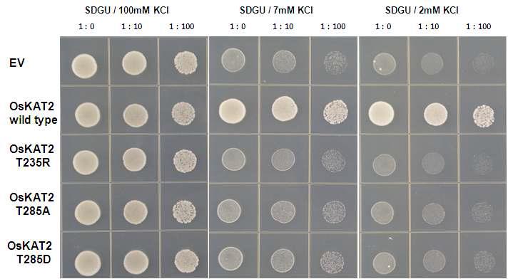 OsKAT2의 single amino acid mutant들의 potssium channel 활성측정