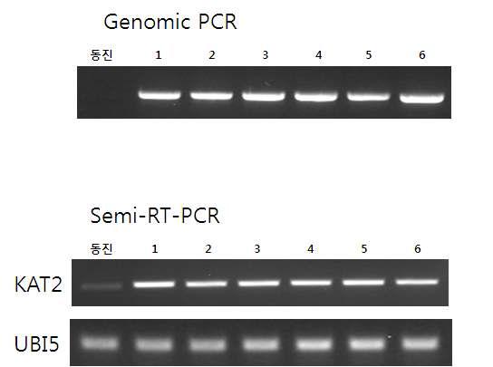 OsKAT2 과발현 형질전환체의 genomic PCR 및 RT-PCR 분석