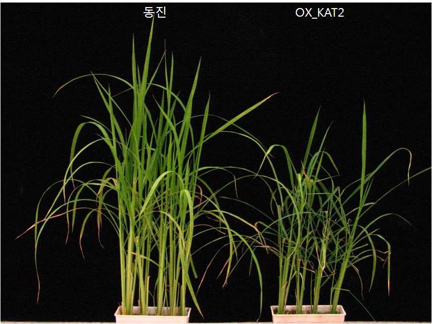OsKAT2 유전자 과발현 형질전환체의 표현형 검정