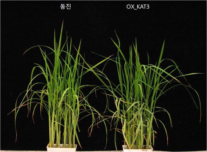 OsKAT3 유전자 과발현 형질전환체의 표현형 검정