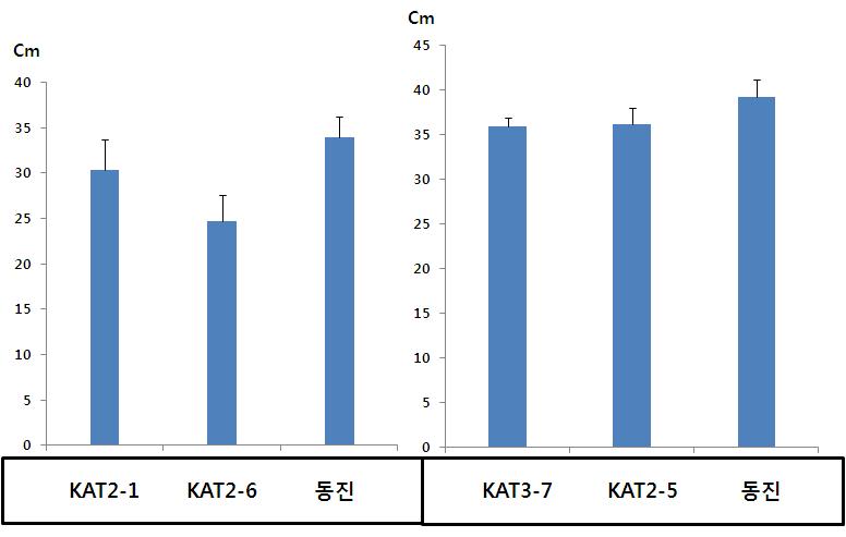 OsKAT2, 3 과발현 형질전환체의 150mM NaCl 처리후 신장길이 비교.