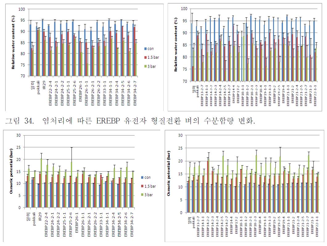 염처리에 따른 EREBP 유전자 형질전환 벼의 삼투퍼텐셜 변화.