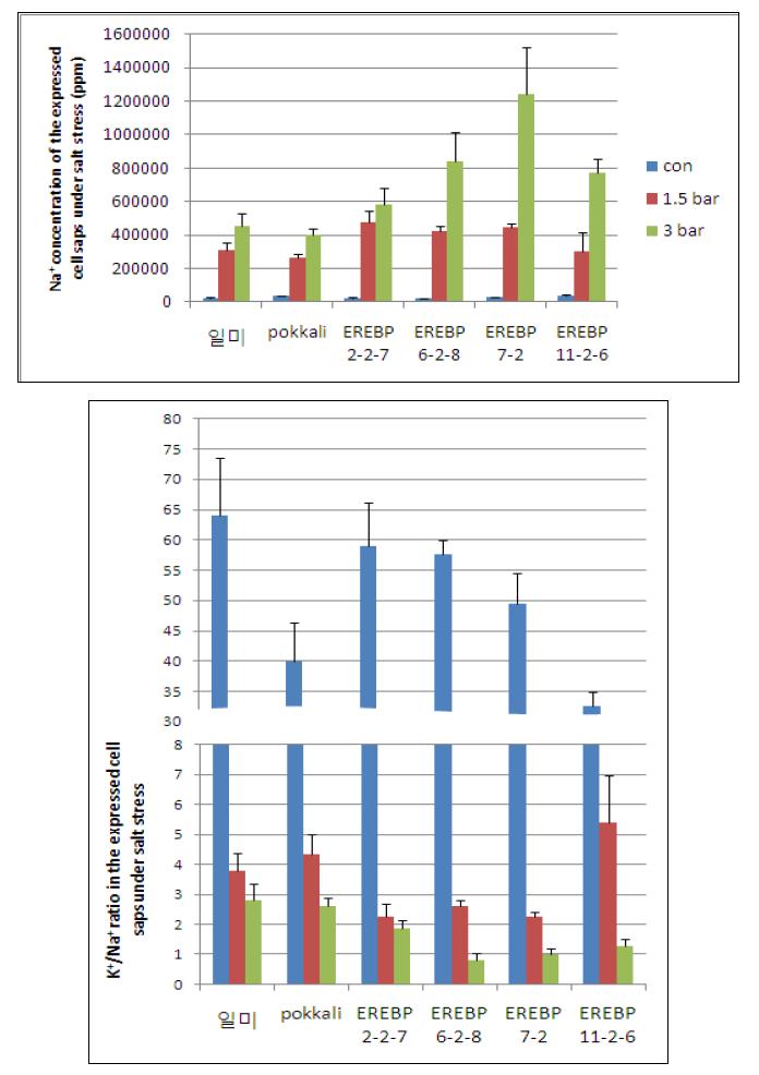 염처리에 따른 EREBP 유전자 형질전환 벼의 Na+ 함량(위) 및 K+/Na+비율(아래) 변화.
