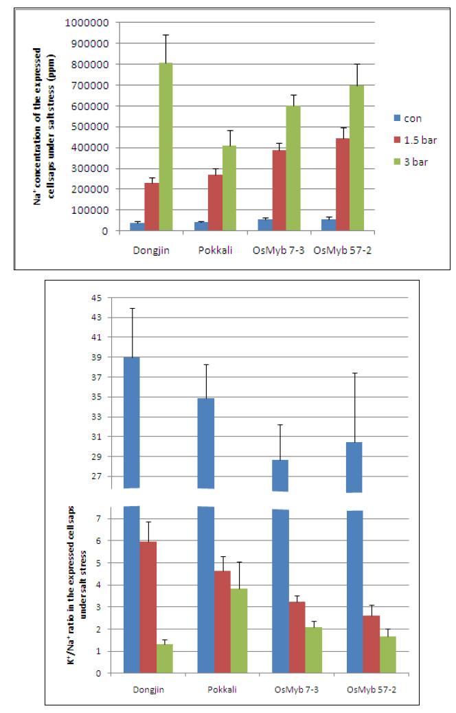 건조처리에 따른 MYB 유전자 형질전환 벼의 Na+ 함량(위) 및 K+/Na+비율(아래) 변화.