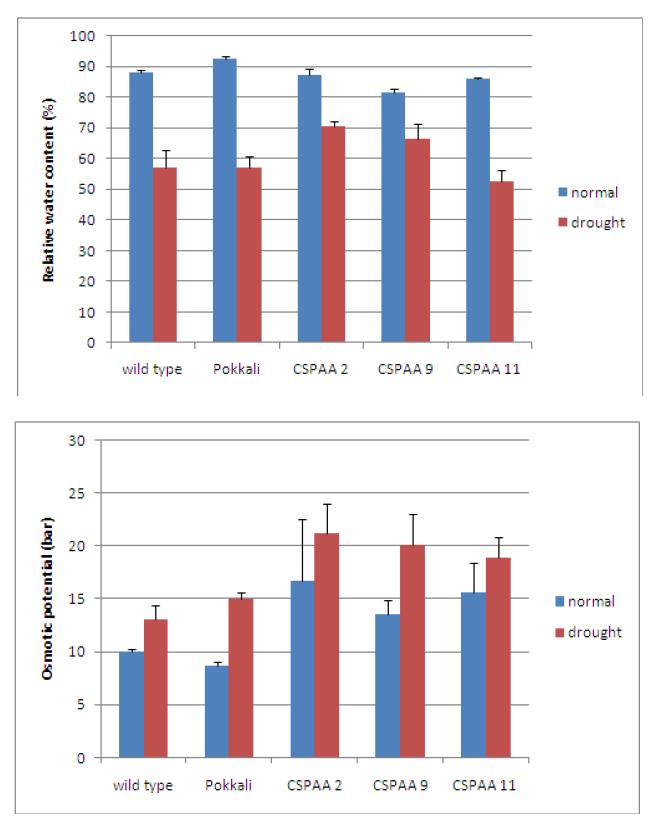 건조처리에 따른 CSP 유전자 형질전환 벼의 수분함량(위) 및 삼투퍼텐셜(아래) 변화.