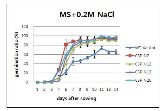염 스트레스 조건에서 CSP 핵 형질전환 담배의 종자 발아율.