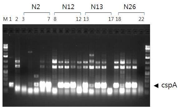 genomic-DNA PCR 분석을 통한 cspA 유전자의 삽입 확인.