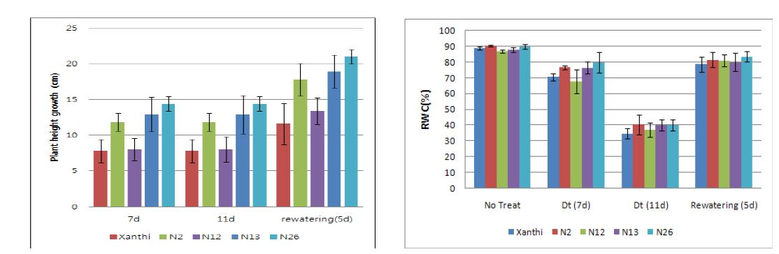 건조 스트레스하에서의 식물 생장량(좌) 및 수분 함량(우) 변화. 측정값은 mean±SD로 표시.