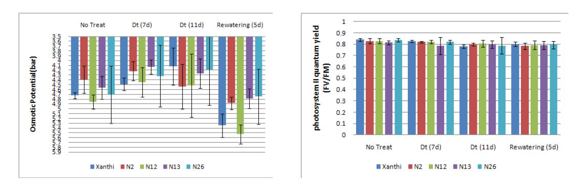 건조 스트레스하에서의 삼투포텐셜(좌) 및 광합성 효율(우) 변화. 측정값은 mean±SD로 표시.