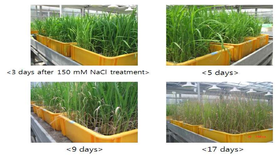 과발현벼 내염성 온실 검정 사진.