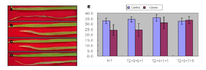 오존 처리 (300 ppb, 4시간) 2일 후의 잎 손상정도 (A-D)와 2주 후의 엽색도 지수