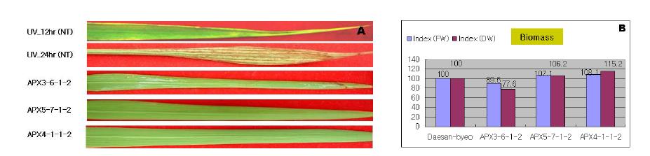 UV-B (24시간) 처리 1일 후 잎의 손상정도 (A), 2주 후 바이오매스 (B).