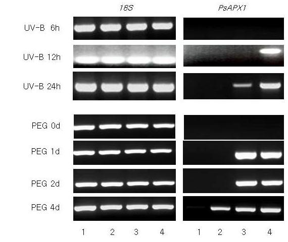 UV-B와 PEG 처리 시간에 따른 발현량 비교